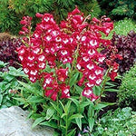 Penstemon Hartwegii Scarlet Seeds – Bright Red Blooms for Pollinator Gardens - Dharaseeds