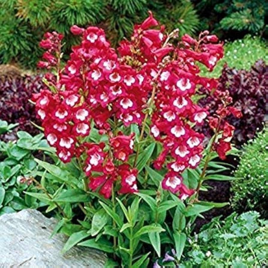 Penstemon Hartwegii Scarlet Seeds – Bright Red Blooms for Pollinator Gardens - Dharaseeds