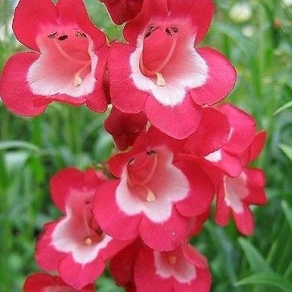 Penstemon Hartwegii Scarlet Seeds – Bright Red Blooms for Pollinator Gardens - Dharaseeds