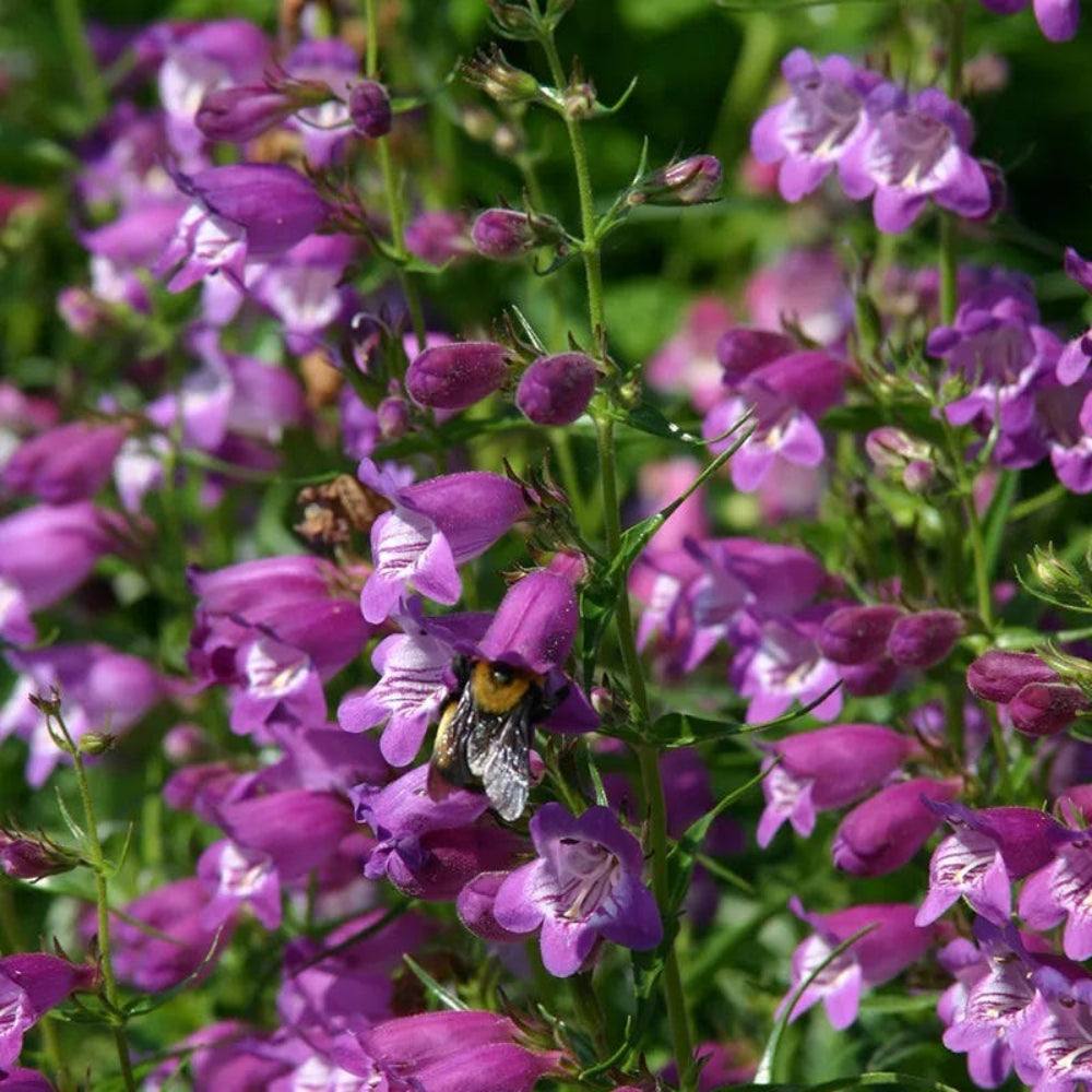 Purple Mexicali Sunburst Penstemon Flower Seeds for Planting, 100 pcs
