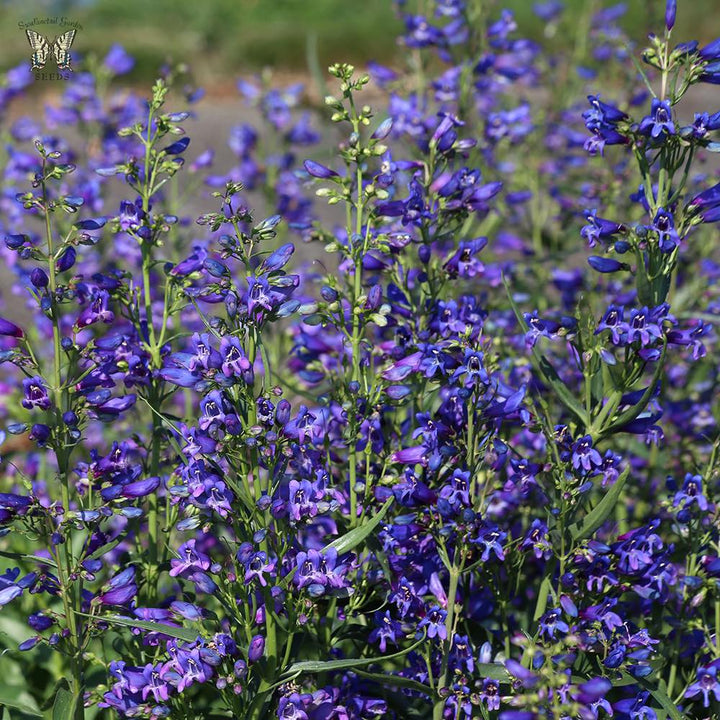 Blue Penstemon Flower Seeds for Planting - 100