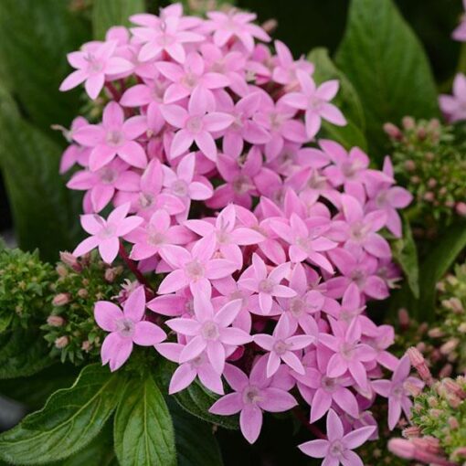 Pentas Lavender Imported heirloom non-gmo garden seeds