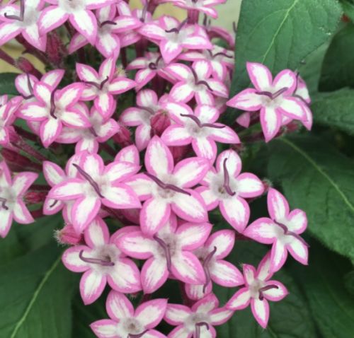 Pentas Glitterati Purple Star Imported heirloom non-gmo garden seeds