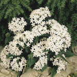 White Pentas Starla Flower Seeds for Planting - NON GMO Seeds Dhara Seeds