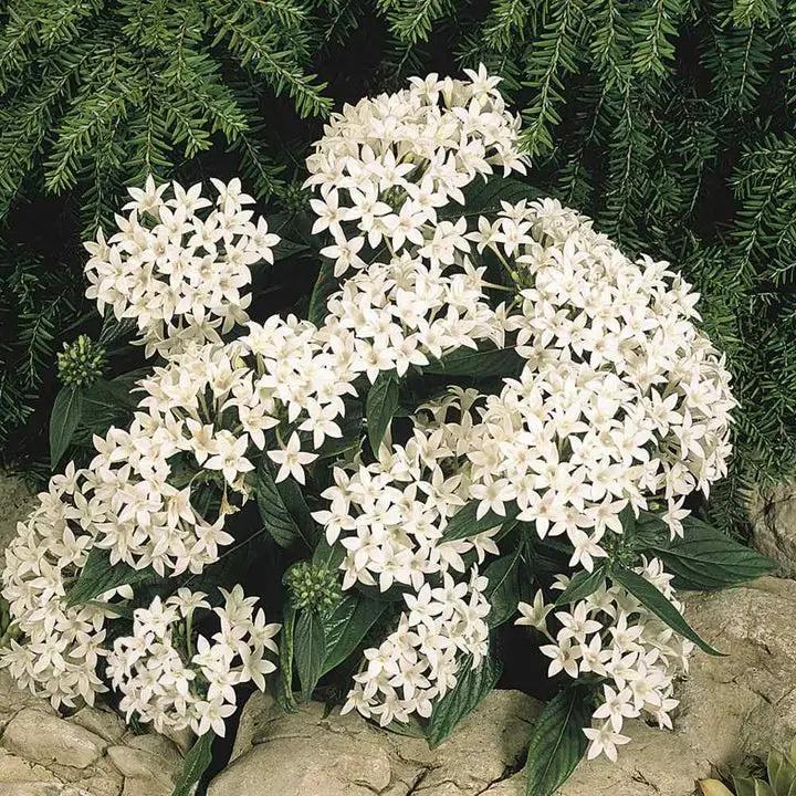White Pentas Starla Flower Seeds for Planting - NON GMO Seeds Dhara Seeds