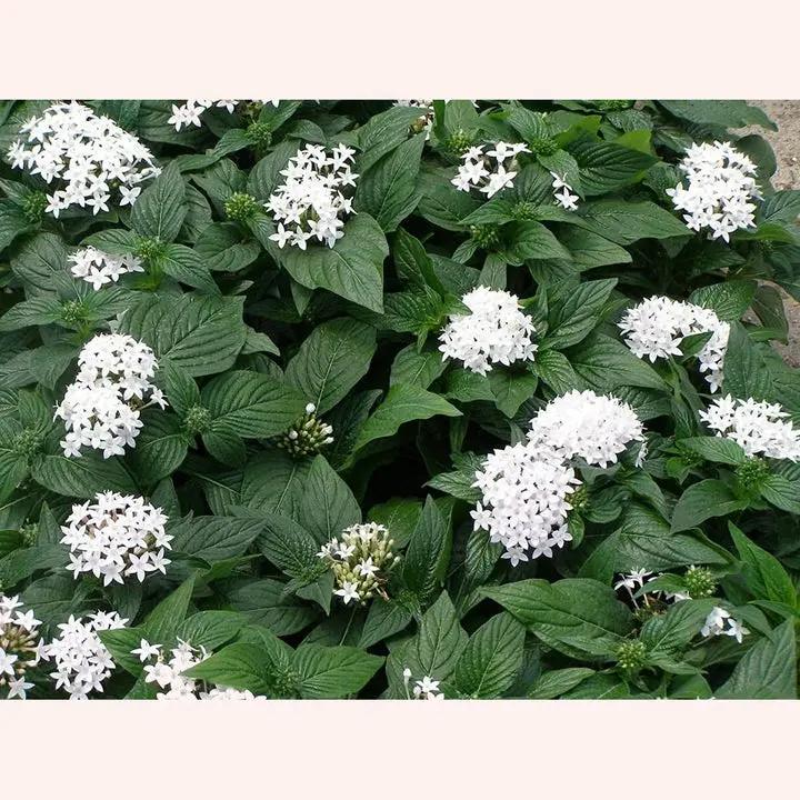 White Pentas Starla Flower Seeds for Planting - NON GMO Seeds Dhara Seeds