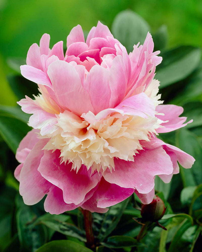 Double Bloom Peony Flower Seeds Paeonia lactiflora for Rare Chinese Perennial Gardens
