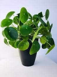 Peperomioides Plant Seeds for Planting - 100 Pcs pcs - Dharaseeds