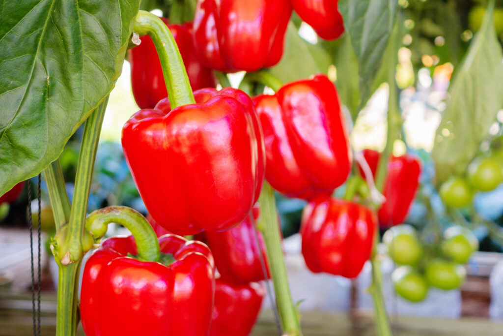 Riot Chile Pepper Capsicum annuum seeds for spicy vegetable gardening and hot pepper cultivation