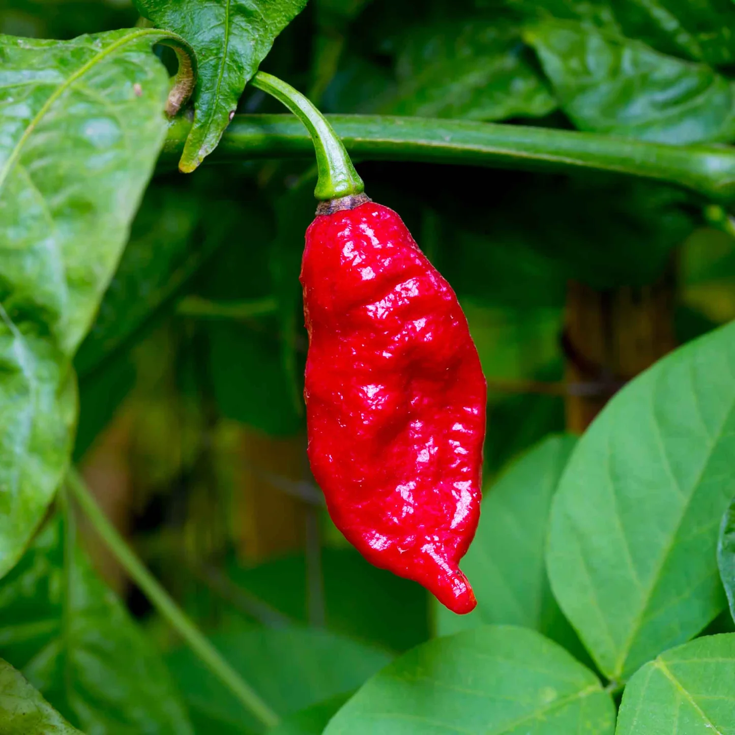 Ghost Pepper Bhut Jolokia Seeds for Planting heirloom & Non-GMO Seeds