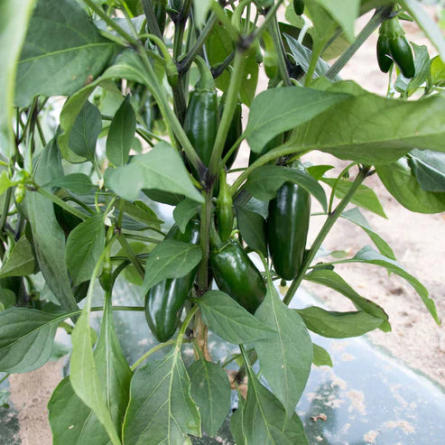 Hot Pepper Seeds - Capitan F1