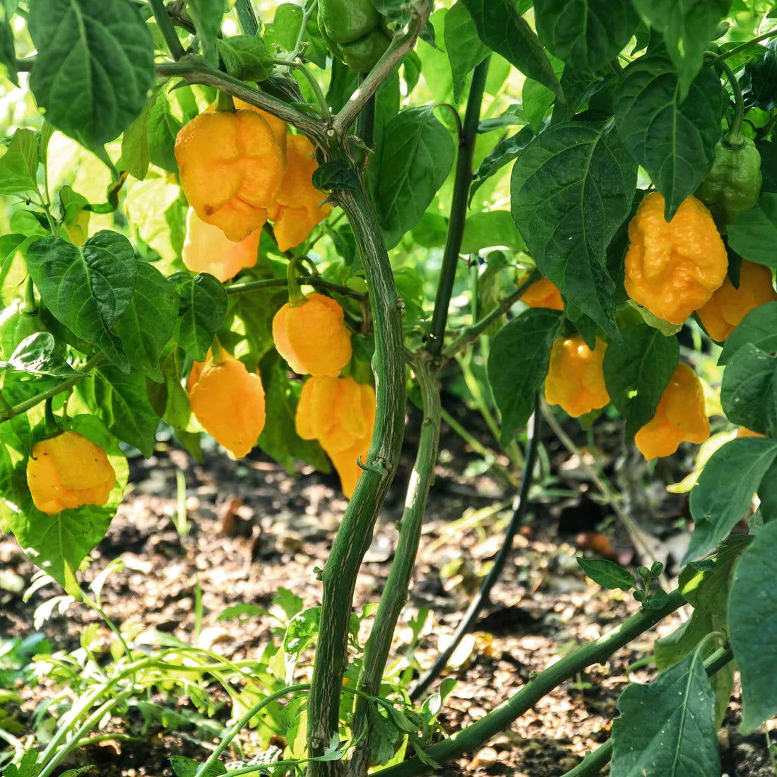 Hot Pepper Seeds - Carolina Reaper