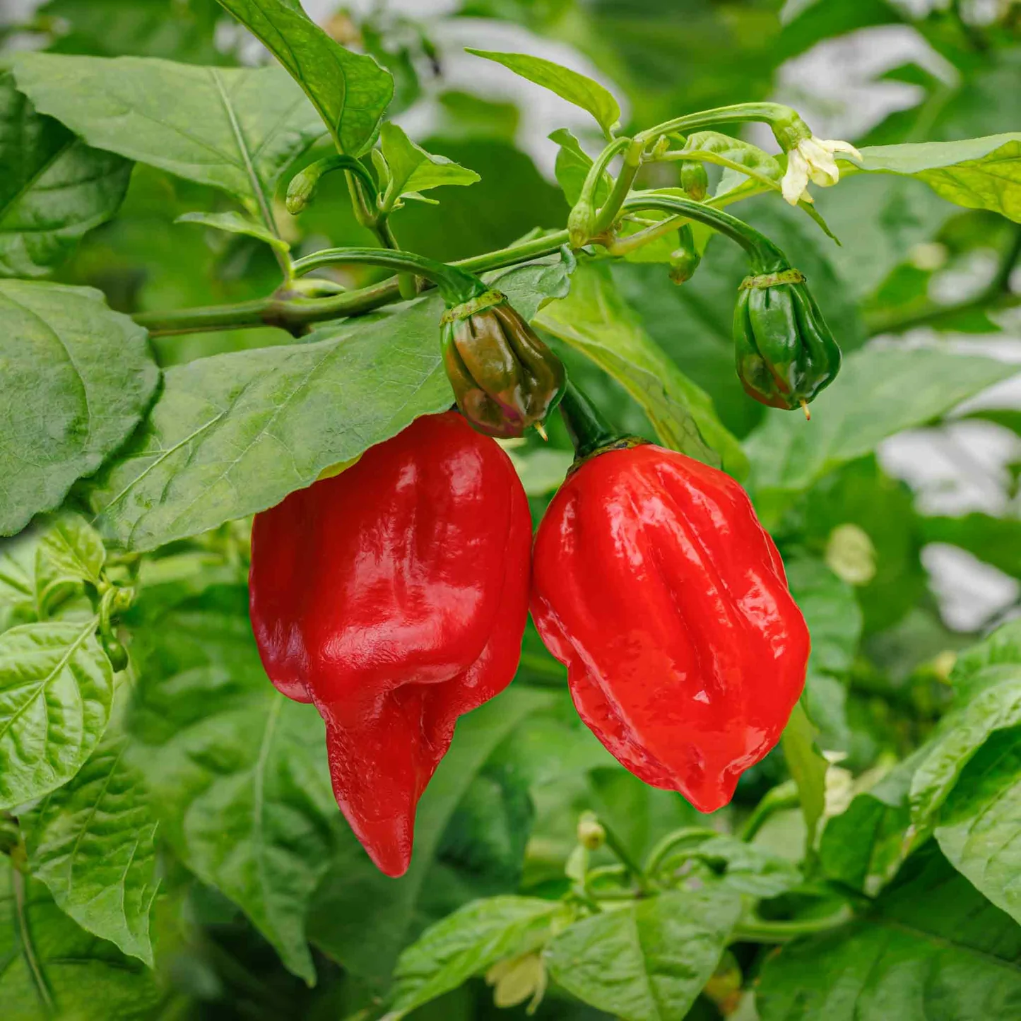 Pepper Capsicum Chinense Carolina Reaper Vegetable Seeds for Planting – Spicy Variety for Home Garden and Culinary Use