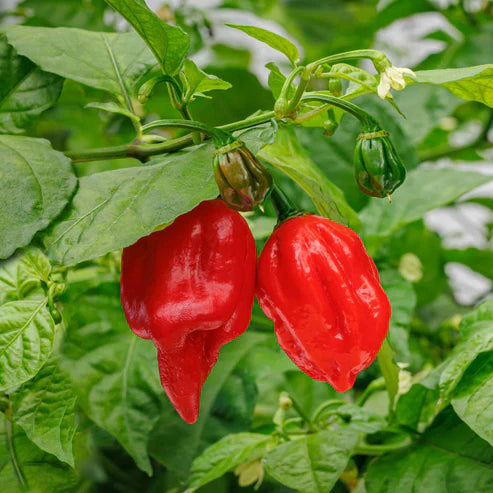 Hot Pepper Seeds - Carolina Reaper