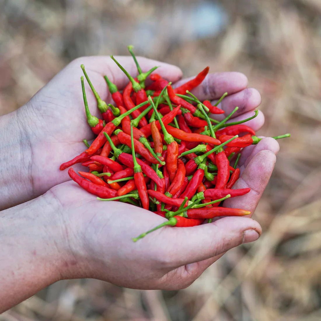 Hot Pepper Seeds - Chile De Arbol