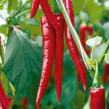 Pepper Chili Vegetable Seeds for Planting - 100 Pcs pcs - Dharaseeds