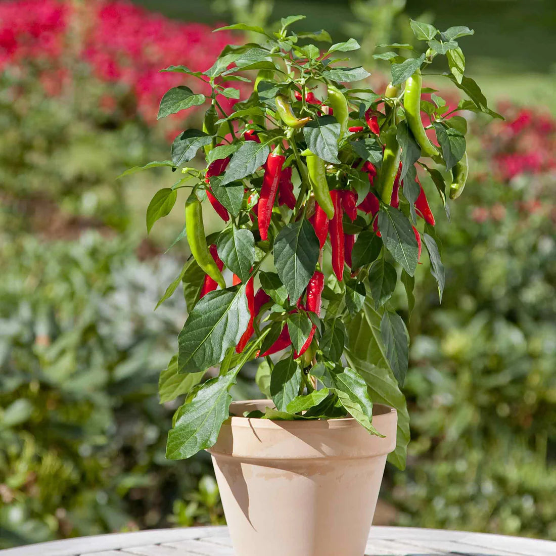 Hot Pepper Seeds - Kitchen Minis 'Hot Fajita'