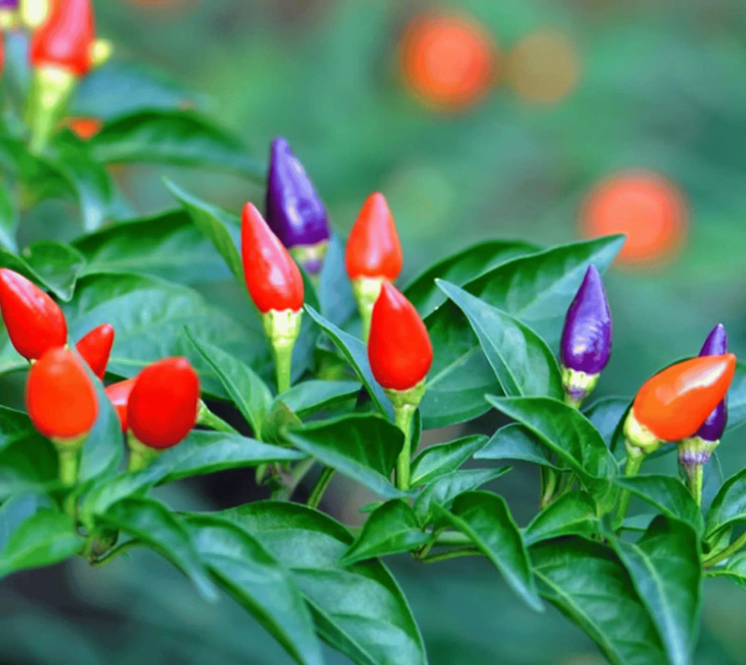 Shu Ornamental Pepper Seeds | Compact Color-Shifting Ornamental Peppers – Heirloom, Non-GMO, High Germination Organic Garden Seeds