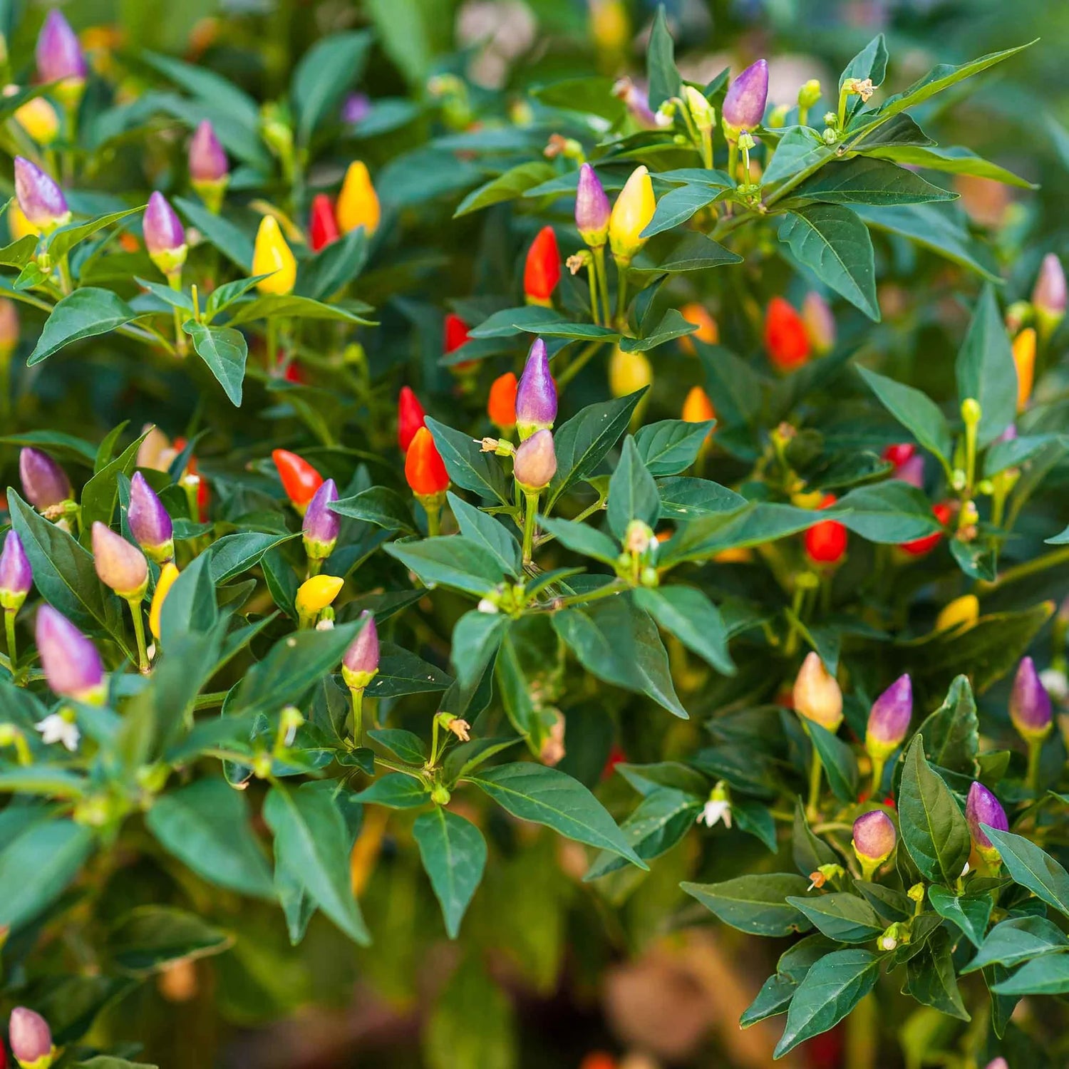 Shu Ornamental Pepper Seeds | Compact Color-Shifting Ornamental Peppers – Heirloom, Non-GMO, High Germination Organic Garden Seeds