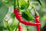 Pepper Plant Seeds for Planting, 100 Pcs pcs - Dharaseeds
