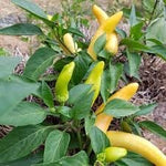 Pepper Plant Seeds for Planting, 100 Pcs pcs - Dharaseeds