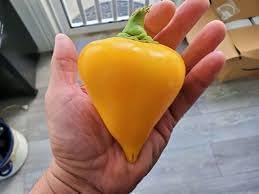Pepper Seeds for Home Garden, 100 Pcs pcs - Dharaseeds