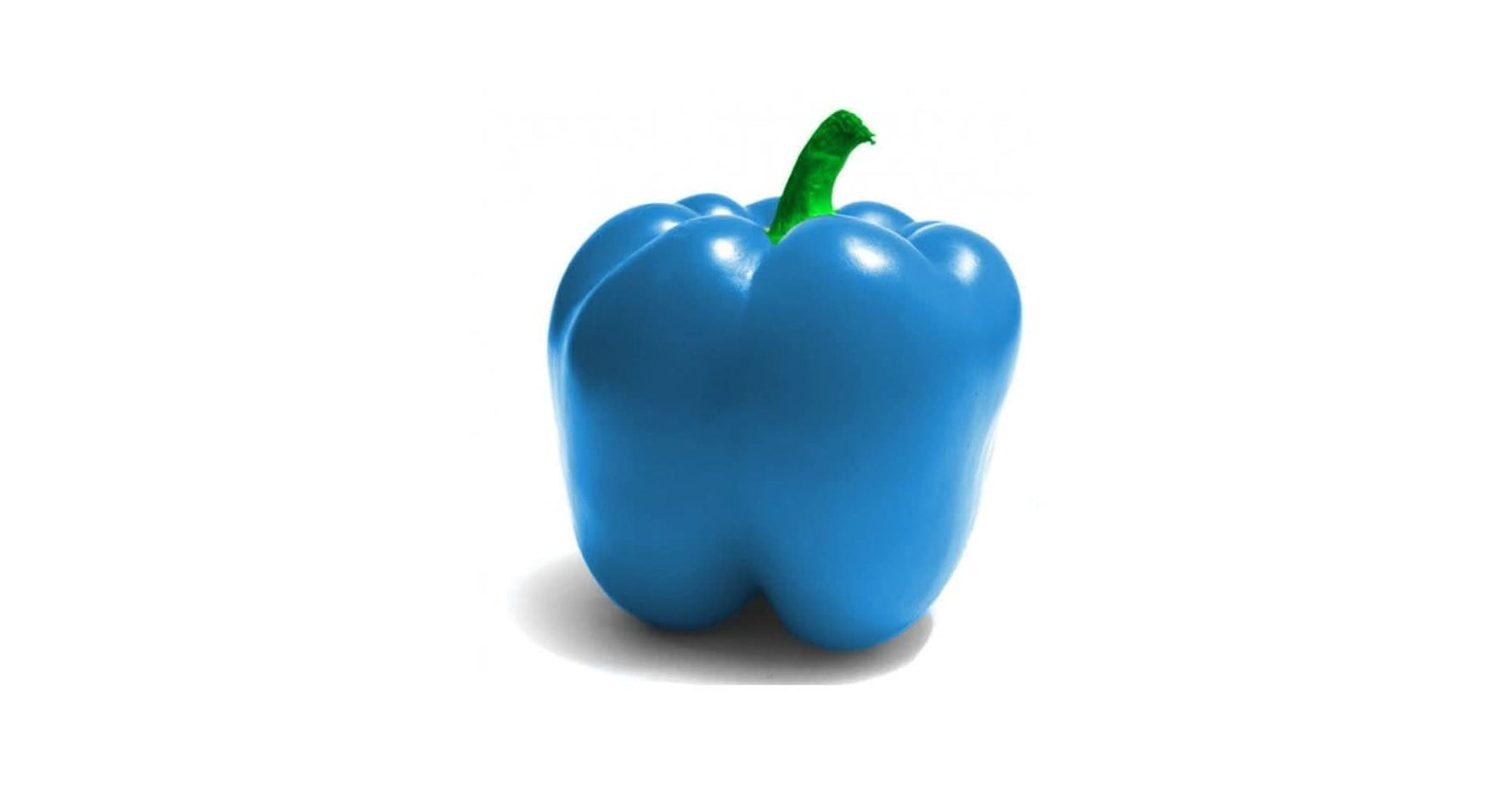 pepper seeds sky blue capsicum for planting home garden