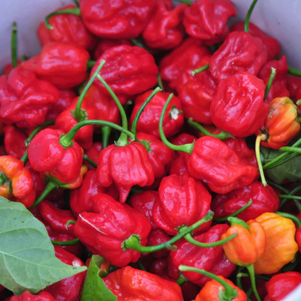 Trinidad Hot Pepper Seeds for Planting