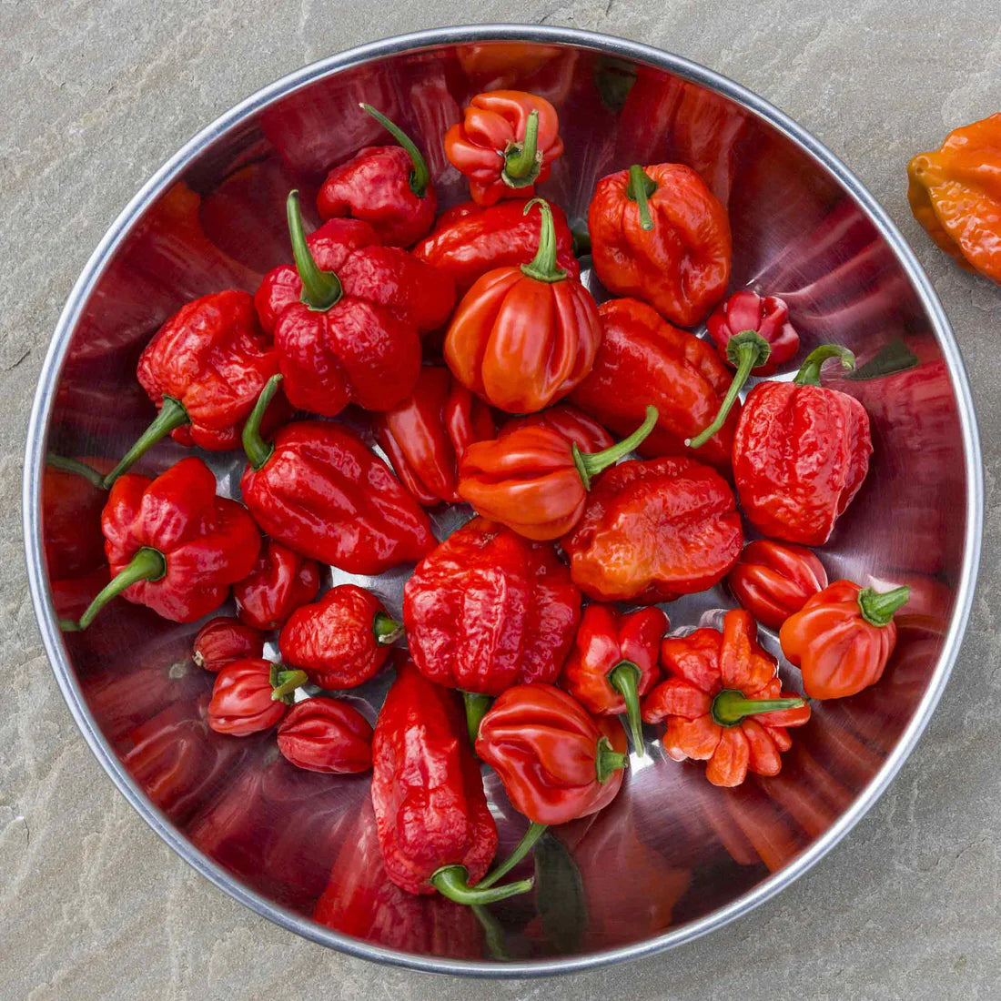 Hot Pepper Seeds - Trinidad Scorpion