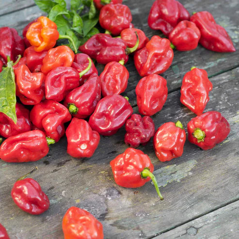 Hot Pepper Seeds - Trinidad Scorpion