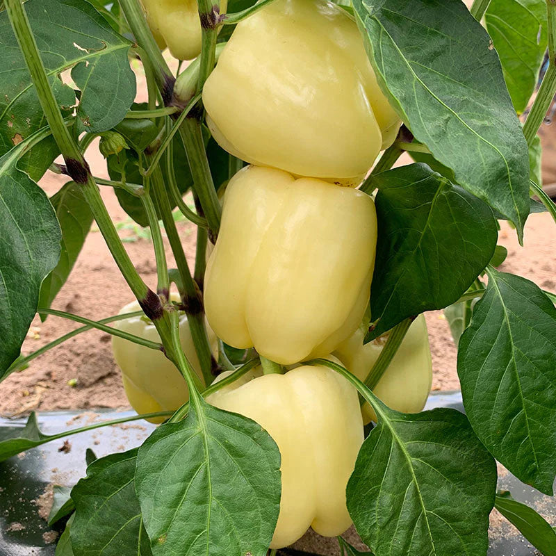 Sweet Pepper Seeds - Valahia F1