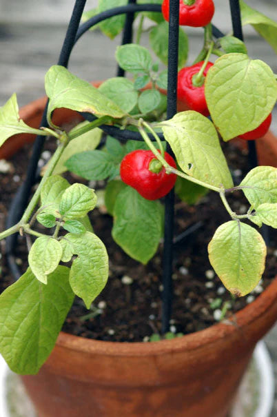 Rocoto Manzano Vegetable Seeds for Planting, heirloom & Non-GMO Seeds