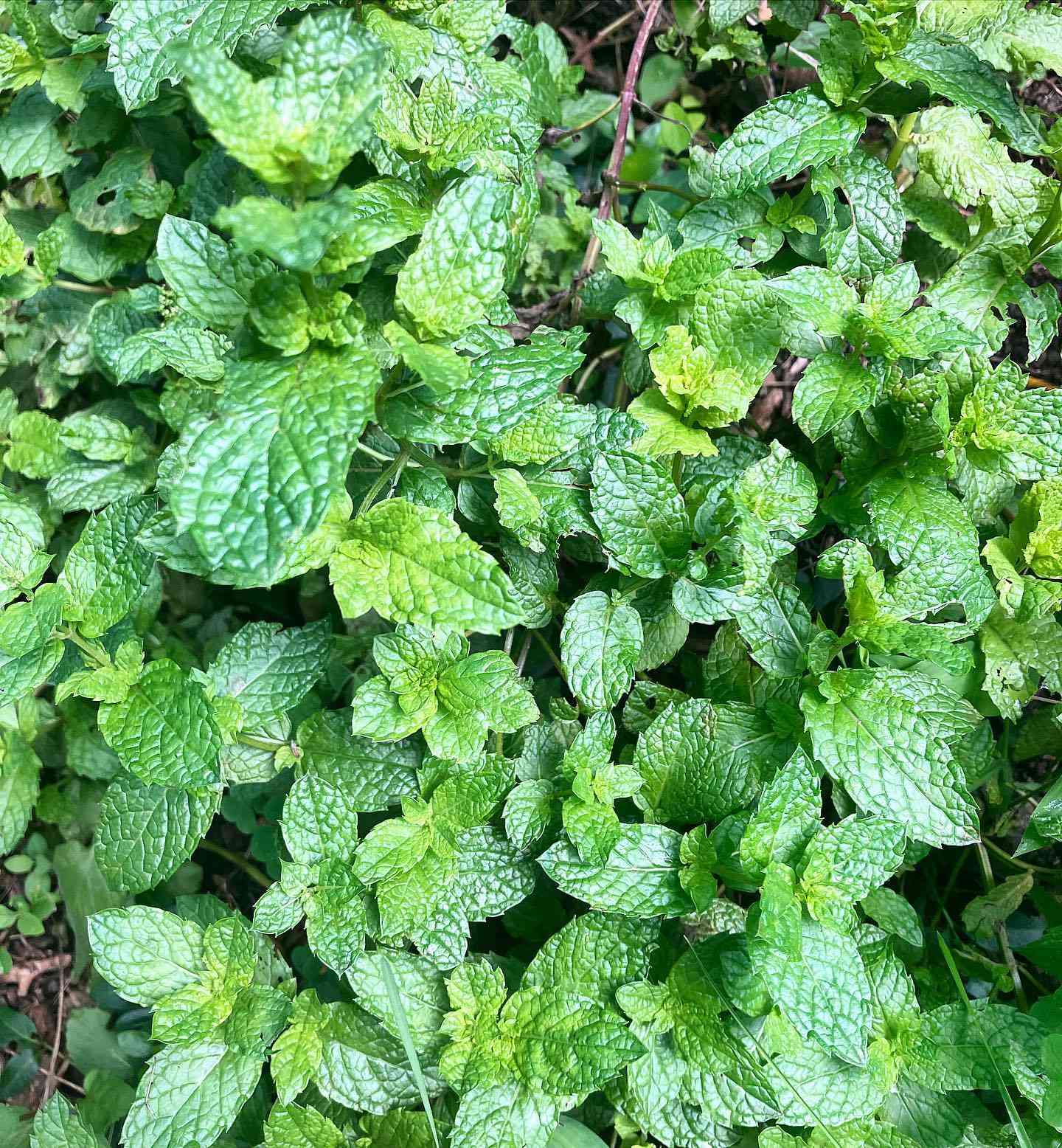 Mint Mentha Vegetable Seeds for Planting