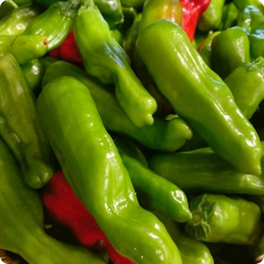 Pepperoncini pepper Capsicum annuum greek gold seeds for planting in kitchen garden or raised garden beds - Dharaseeds