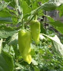 Pepperoncini Seeds for Home Garden, 100 Pcs pcs - Dharaseeds