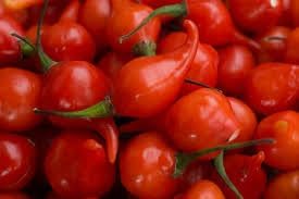 Peppers Mata Frade Vegetable Seeds for Planting - 100 Pcs pcs - Dharaseeds