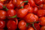 Peppers Mata Frade Vegetable Seeds for Planting - 100 Pcs pcs - Dharaseeds