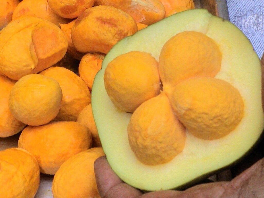 Pequi (Caryocar brasiliense) – Exotic Brazilian Fruit with Rich Flavor and Nutritional Benefits