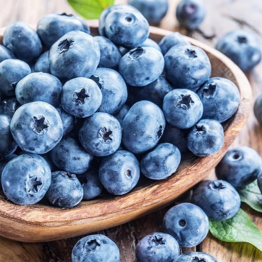 perennial blueberry plant seeds for outdoors