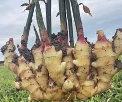 Perennial Ginger Vegetable Seeds for Planting - 100 Pcs pcs - Dharaseeds