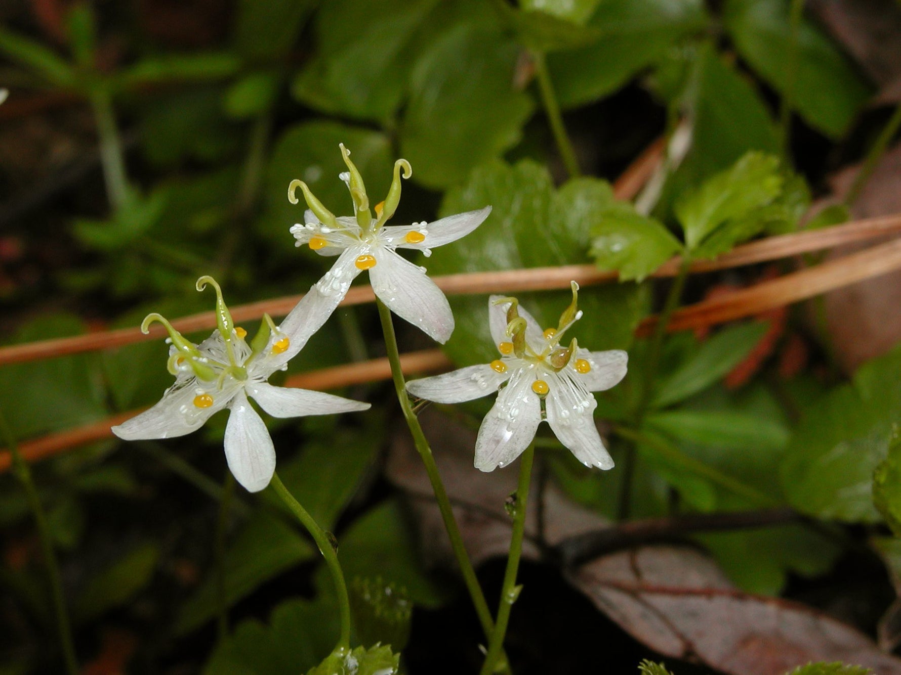 Perennial Goldthread medicinal seeds for organic gardens