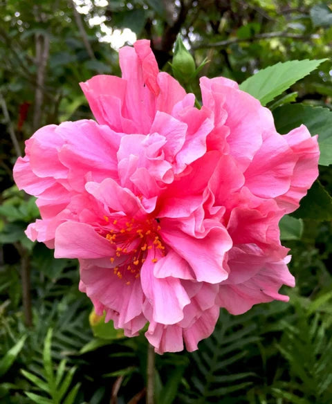 Double Dark Pink Hibiscus Flower Seeds Giant Exotic Blooms for Home Garden Use