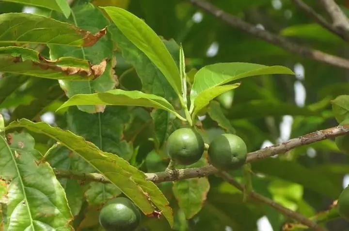 Heirloom Rudraksha Sacred Tree Seeds – Non‑GMO Spiritual Garden Seeds Dhara Seeds