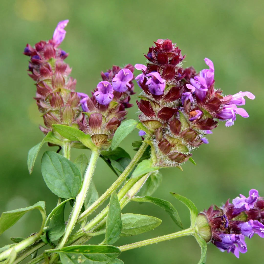 Perennial Prunella vulgaris seeds for low maintenance gardens
