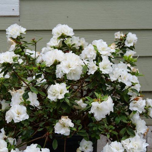 Rhododendron Double White Azalea