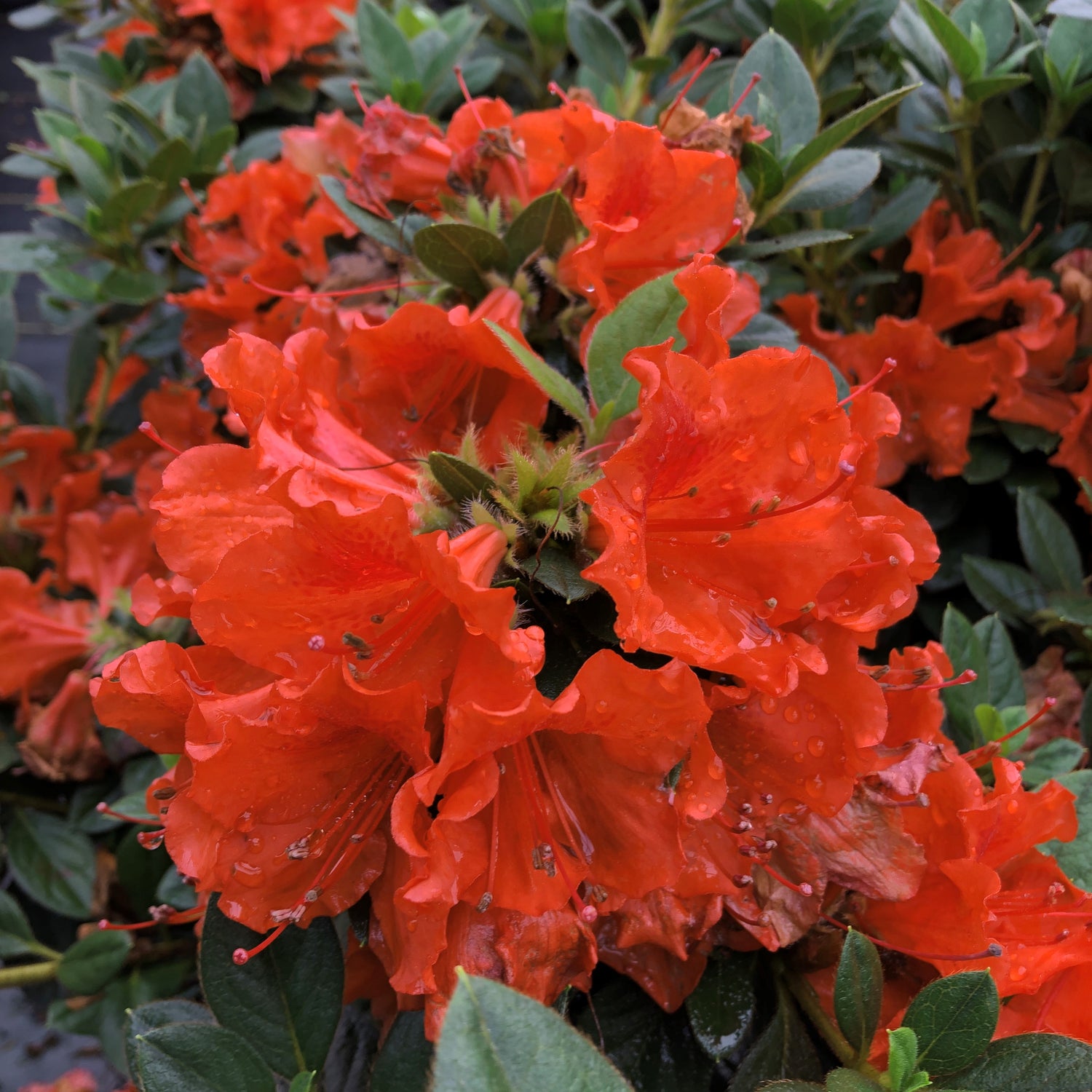 Rhododendron Orange Azalea