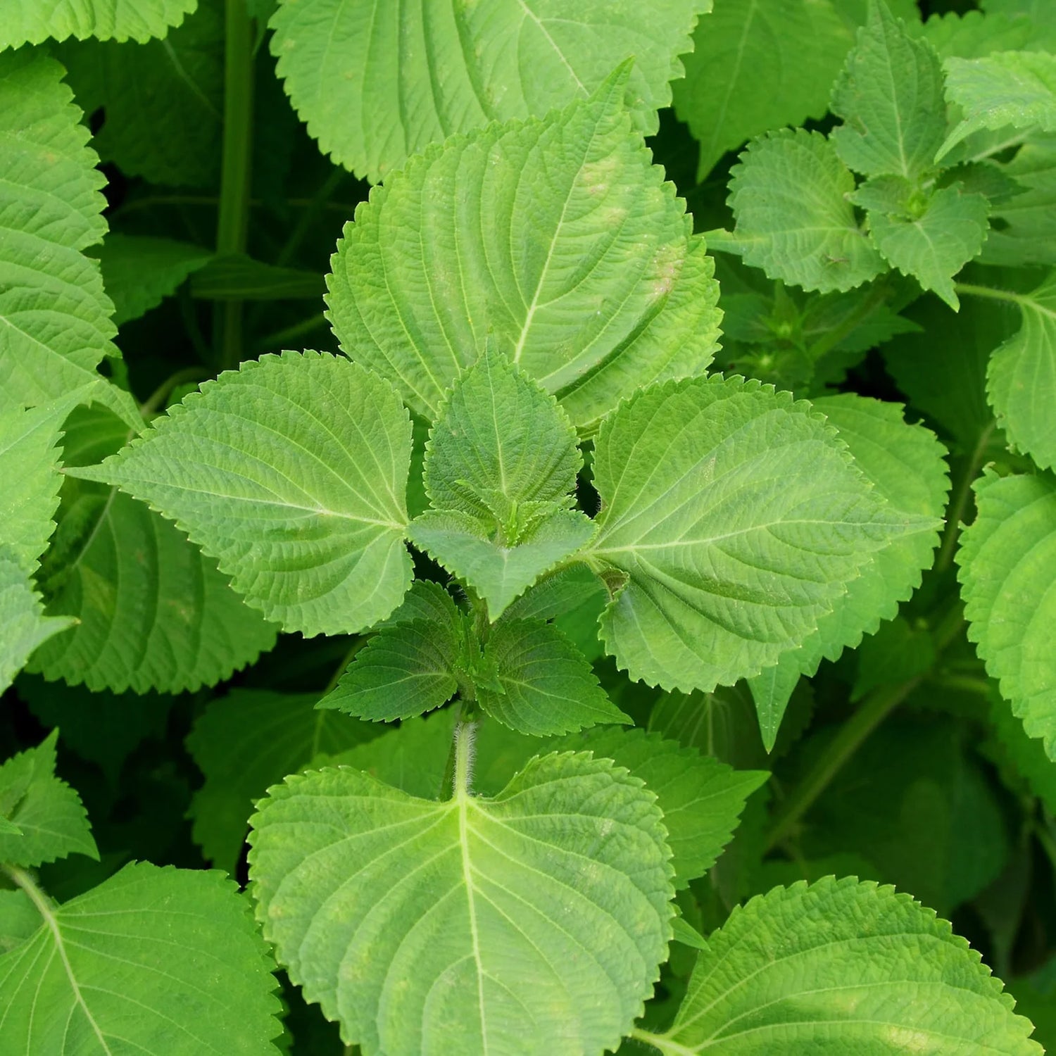 Green Perilla Plant Seeds for Planting heirloom & Non-GMO Seeds