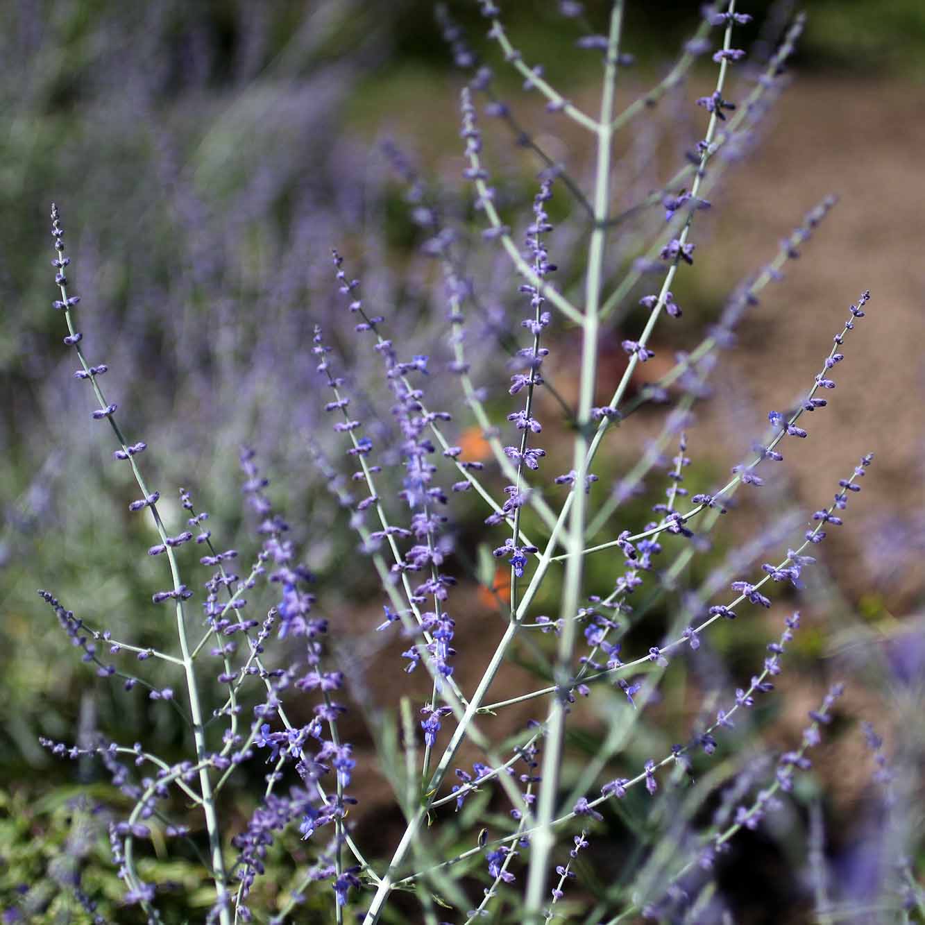 Perovskia Blue Steel Seeds