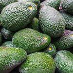 Persea americana seeds suitable for greenhouse growing