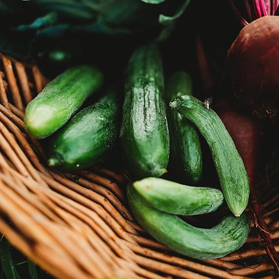 Persian Beit Alpha Cucumber Seeds – Crisp and Sweet, Perfect for Snacking, Non - GMO - Dharaseeds